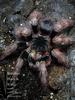 Brazilian Black & White (Nhandu coloratovillosus)