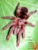 Red Striped Pinktoe (Avicularia minatrix)