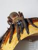 Blue Fang(Ephebopus cyanognathus) Tarantula