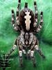 Sri Lankan Ornamental(Poecilotheria fasciata) - Sri Lanka