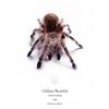 Chilean Beautiful(Grammostola cala) - Chile