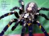 Gooty Ornamental(Poecilotheria metallica)