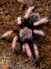 Mexican Fire Leg(Brachypelma boehmei)