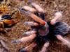 Mexican Fire Leg(Brachypelma boehmei)