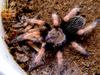 Mexican Fire Leg(Brachypelma boehmei)