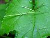 대벌레 Baculum elongatum (Korean Walking-Stick)