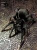 Brazilian Black(Grammostola pulchra)