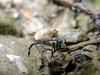 홍다리파리매 Antipalus pedestris (Red-legged Robberfly)