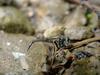 홍다리파리매 Antipalus pedestris (Red-legged Robberfly)