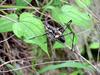 갈색여치(수컷) Paratlanticus ussuriensis (Ussur Brown Katydid)