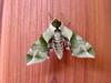 녹색박각시 Callambulyx tatarinovii (Green Sphinx Moth)