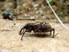 왕바구미 Sipalinus gigas (Korean Giant Weevil)