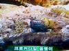 악어쏨뱅이(Crocodile Fish)의 얼굴(눈)