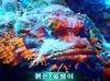 붉은쏨뱅이의 얼굴(눈)