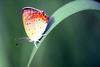 작은주홍부전나비 Lycaena phlaeas (Small Copper Butterfly)