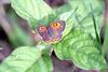 작은주홍부전나비 Lycaena phlaeas (Small Copper Butterfly)