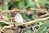 남방부전나비 Pseudozizeeria maha (Pale Grass Blue Butterfly)