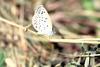 남방부전나비 Pseudozizeeria maha (Pale Grass Blue Butterfly)