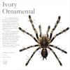 Ivory Ornamental (Poecilotheria subfusca)