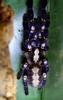 Gooty Ornamental(Poecilotheria metallica)