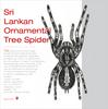 Sri Lankan Ornamental(Poecilotheria fasciata)