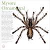 Mysore Ornamental(Poecilotheria striata)