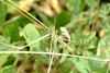 방아깨비(수컷) Acrida cinerea  (Green Hopper/male)