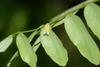 끝검은말매미충 Bothrogonia japonica (Black-tipped Leafhopper)