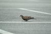 멧비둘기 Streptopelia orientalis (Oriental Turtle Dove)