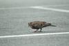 멧비둘기 Streptopelia orientalis (Oriental Turtle Dove)