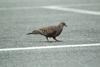 멧비둘기 Streptopelia orientalis (Oriental Turtle Dove)