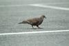 멧비둘기 Streptopelia orientalis (Oriental Turtle Dove)