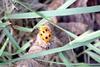 열점박이별잎벌레 Oides decempunctatus (Grape Leaf Beetle)