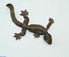 Lizards - Flying Gecko (ptychozoon kuhli)100