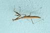 좀사마귀 Statilia maculata (Praying Mantis)