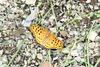 암끝검은표범나비(수컷) Argyreus hyperbius (Indian Fritillary)