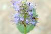 꼬마꽃등에 Sphaerophoria menthastri (Hoverfly)