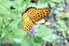 암끝검은표범나비(수컷) Argyreus hyperbius (Indian Fritillary)