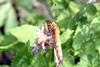 암끝검은표범나비(암컷) Argyreus hyperbius (Indian Fritillary)