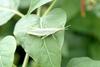 섬서구메뚜기(암컷) Atractomorpha lata (Pyrgomorphidae Grasshopper)