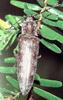 왕빗살방아벌레 Pectocera fortunei