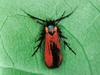 붉은꼬마꼭지나방 Oedematopoda ignipicta (감꼭지나방과)