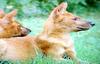 인도승냥이 Cuon alpinus dukhunensis (Indian Dhole)