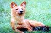 인도승냥이 Cuon alpinus dukhunensis (Indian Dhole)