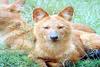 인도승냥이 Cuon alpinus dukhunensis (Indian Dhole)