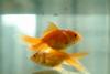금붕어 Carassius auratus (Goldfish)