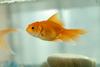 금붕어 Carassius auratus (Goldfish)