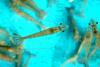 대하(大蝦) Fenneropenaeus chinensis (Fleshy Prawn)