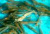 대하(大蝦) Fenneropenaeus chinensis (Fleshy Prawn)