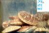 흔한가리비 Chlamys nobilis (Noble Scallop)